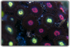 Pink Eye and Yellow Eye Zoanthids